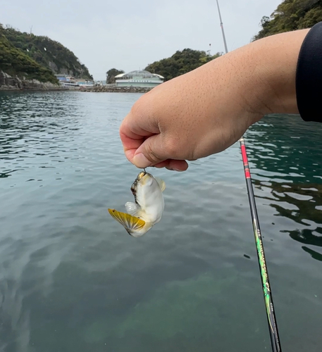 フグの釣果