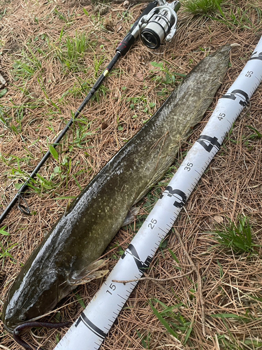 ナマズの釣果