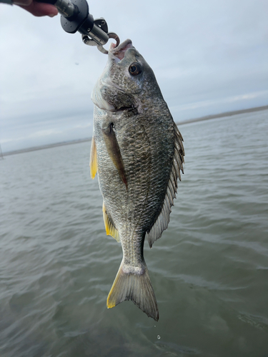 キビレの釣果