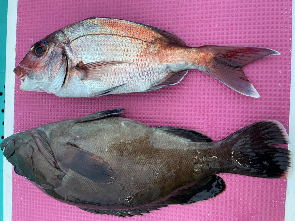 大原港　義丸　綾😊さんの釣果 3枚目の画像