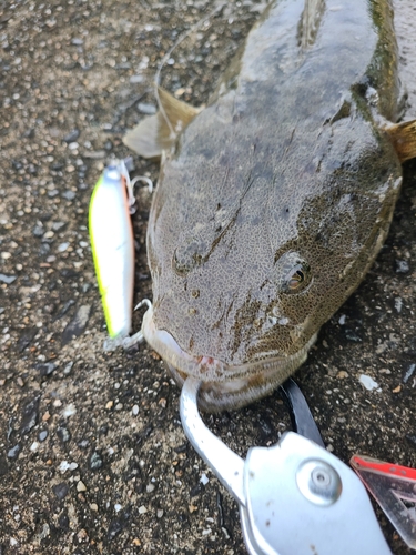 マゴチの釣果