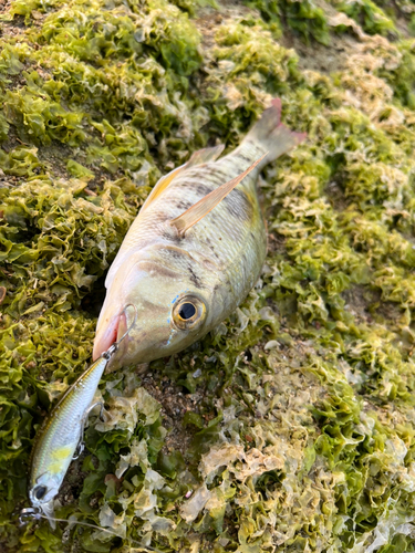 イッテンフエダイの釣果