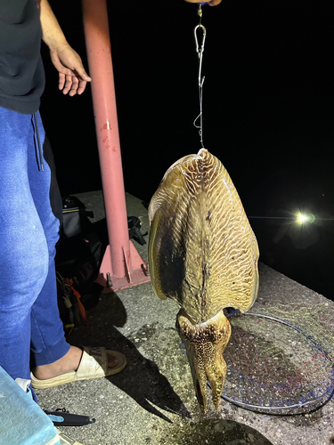 コウイカの釣果