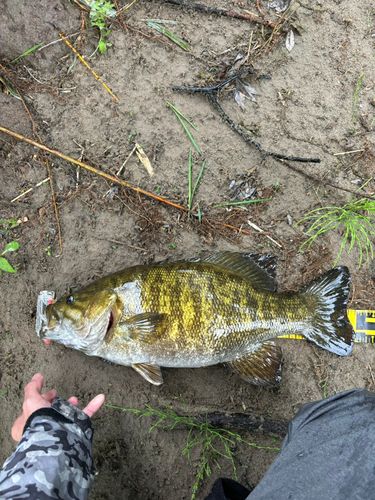 スモールマウスバスの釣果