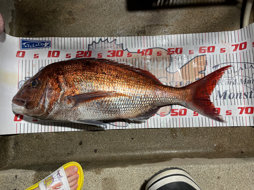 マダイの釣果