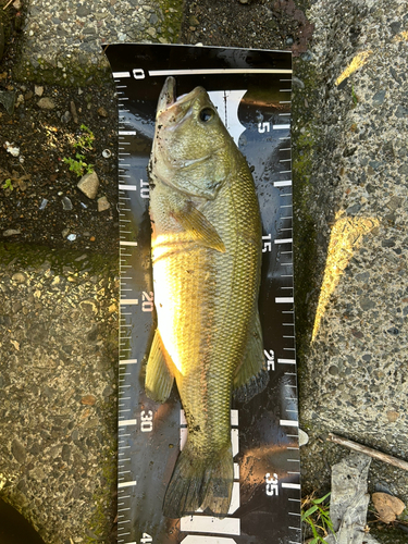 ブラックバスの釣果