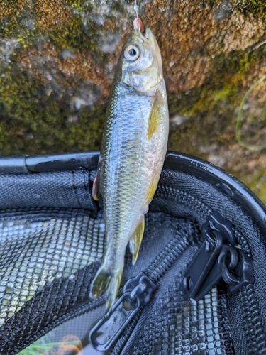 カワムツの釣果