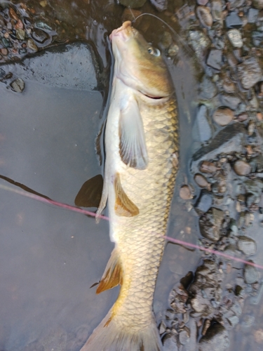 コイの釣果