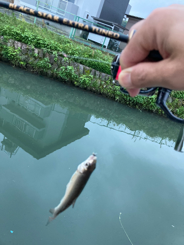 ウグイの釣果