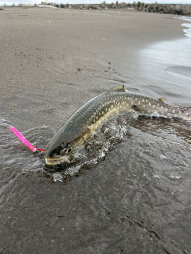 アメマスの釣果