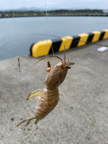 シャコの釣果