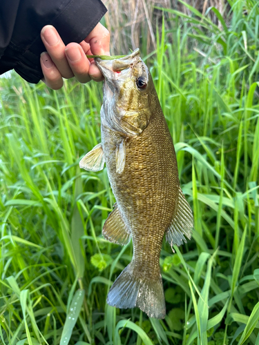 スモールマウスバスの釣果