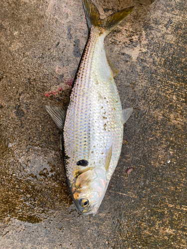 コノシロの釣果