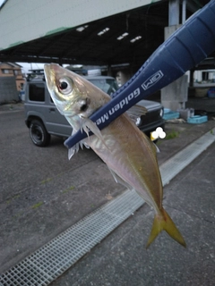 マアジの釣果