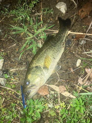 ブラックバスの釣果