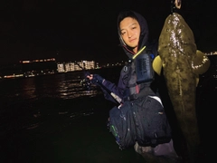 マゴチの釣果