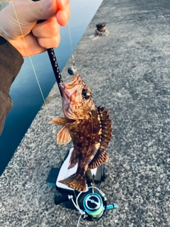 アラカブの釣果