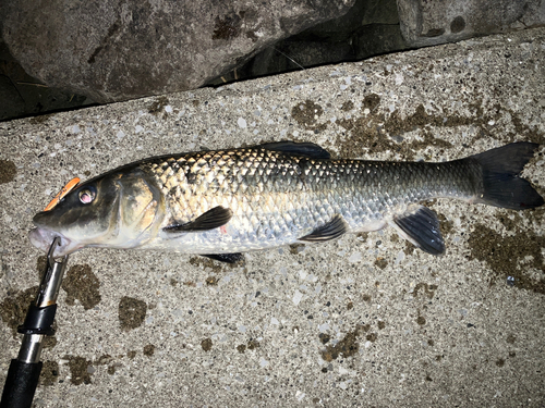 ニゴイの釣果