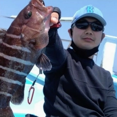 マハタの釣果