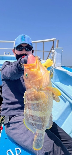 アオハタの釣果