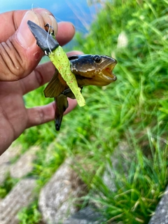 ヌマチチブの釣果