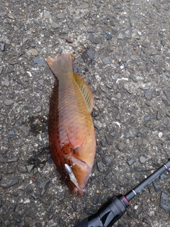 アカササノハベラの釣果