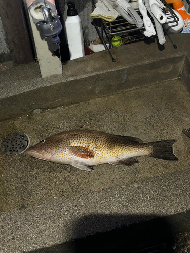 オオモンハタの釣果