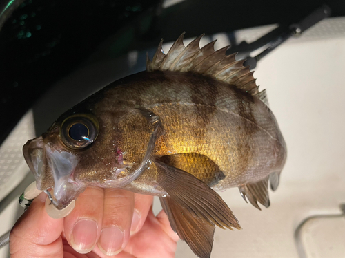 クロメバルの釣果