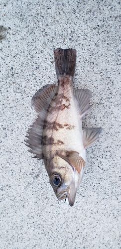 クロメバルの釣果