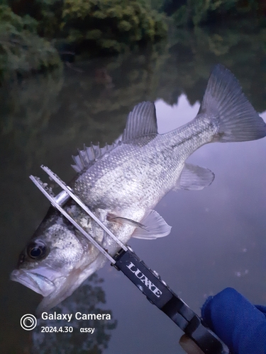 ラージマウスバスの釣果