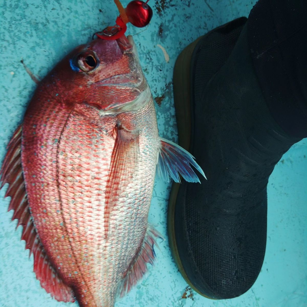 えいたんめんさんの釣果 2枚目の画像