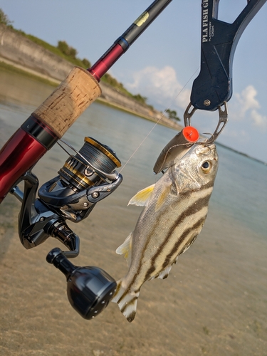 コトヒキの釣果