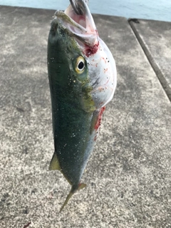 イナダの釣果