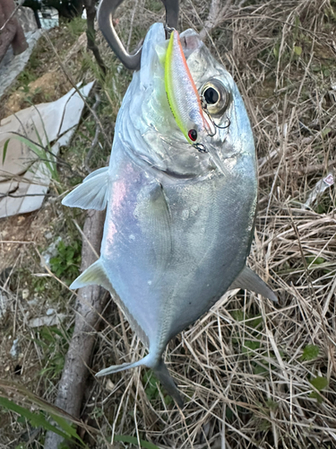 メッキの釣果