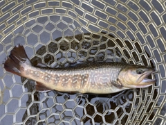 タイガートラウトの釣果