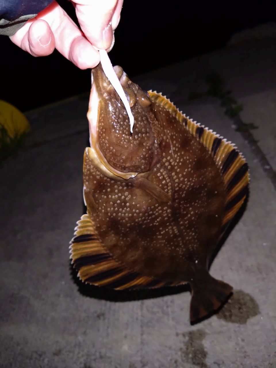 ヌマガレイ