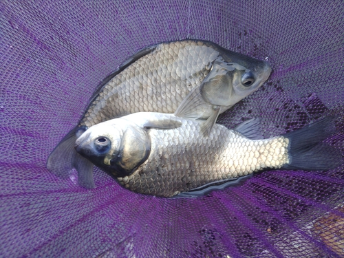 ヘラブナの釣果