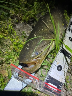 ナマズの釣果