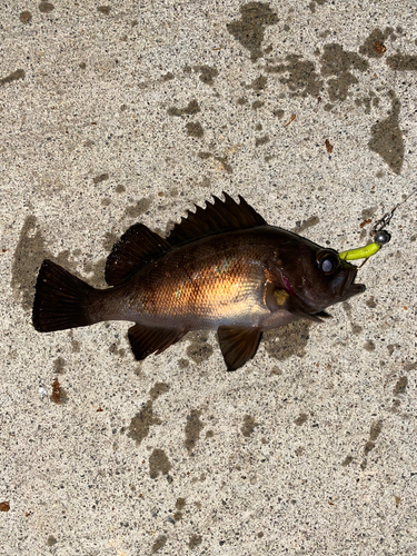 シロメバルの釣果