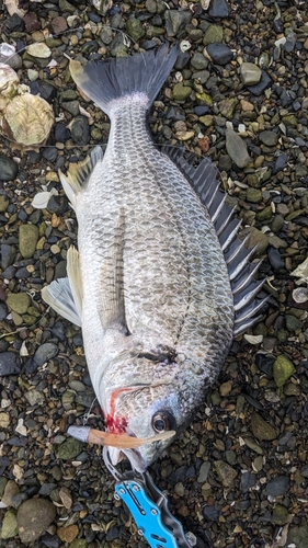 キビレの釣果