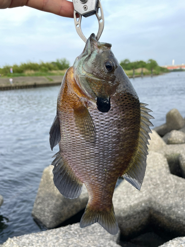 ブルーギルの釣果