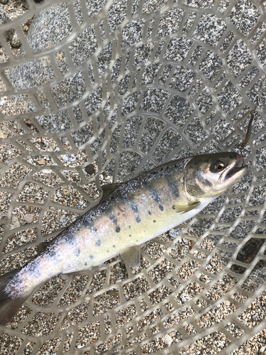 アマゴの釣果