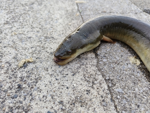 ウナギの釣果