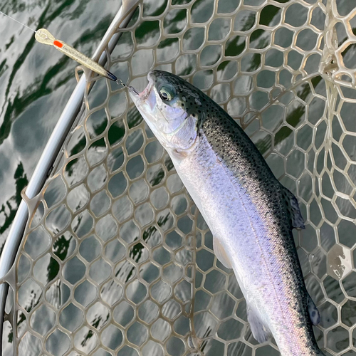 ニジマスの釣果