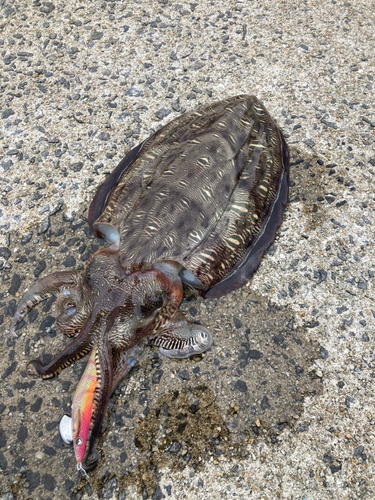 モンゴウイカの釣果