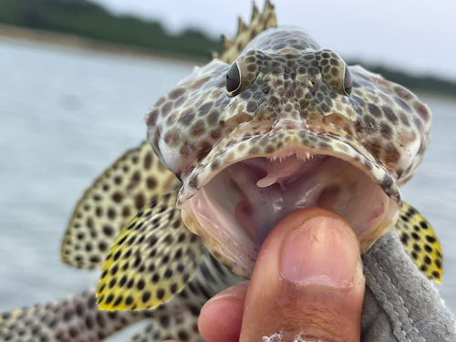 カンモンハタの釣果