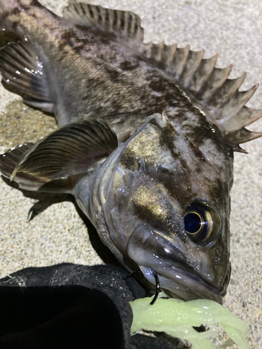 ソイの釣果