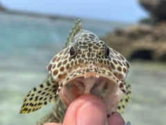 カンモンハタの釣果