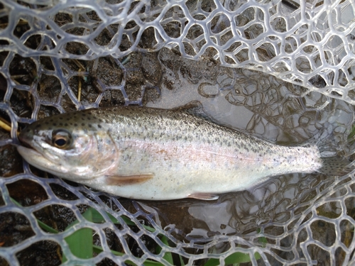 ニジマスの釣果