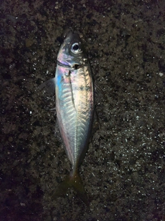 マアジの釣果